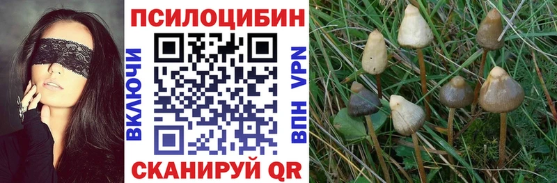 blacksprut как войти  Нюрба  Псилоцибиновые грибы Cubensis 